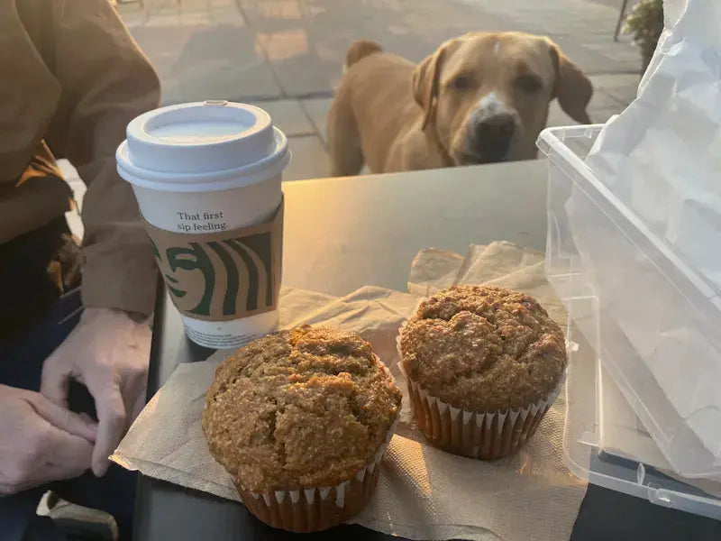 The Muffin Chronicles: A Tale of Loss, Love, and Redemption